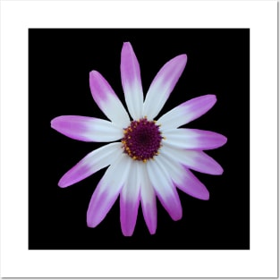 purple flower, blossom, nature,blooms Posters and Art
